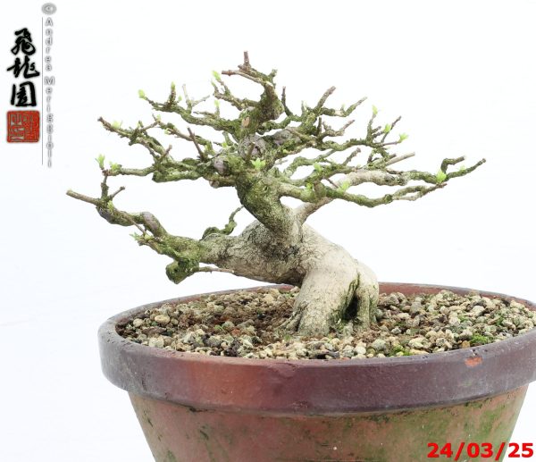 Premna japonica shohin - immagine 8