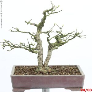 Premna japonica shohin