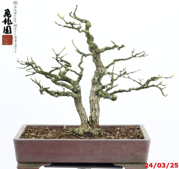 Premna japonica shohin - immagine 5