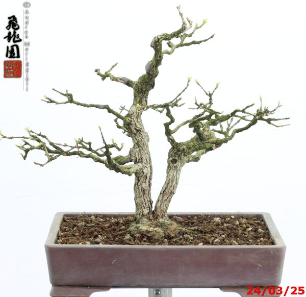 Premna japonica shohin - immagine 10