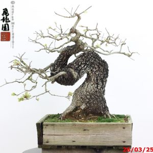 Quercus pubescens