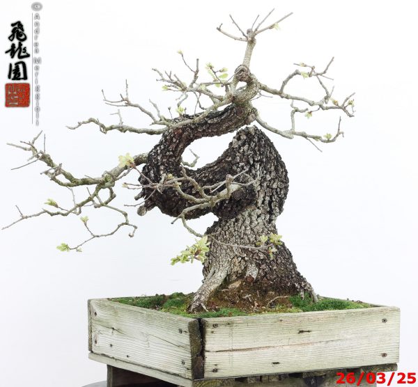 Quercus pubescens - immagine 2