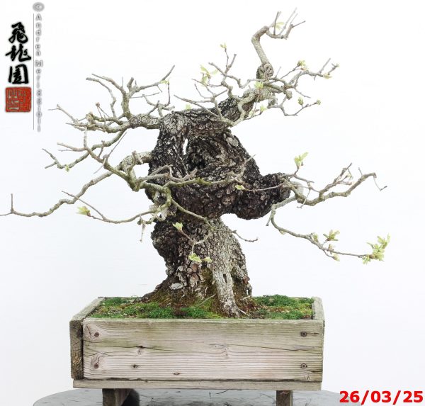 Quercus pubescens - immagine 3