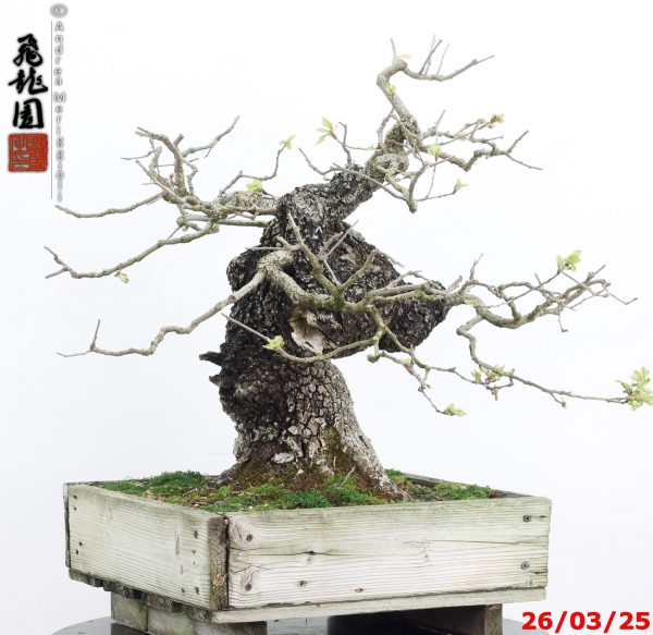 Quercus pubescens - immagine 4
