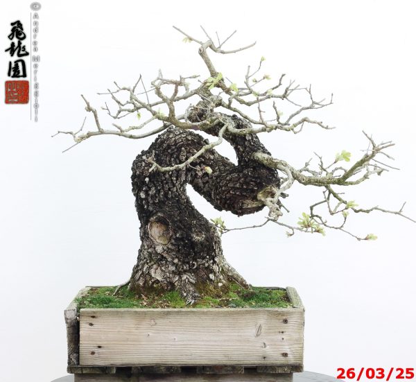 Quercus pubescens - immagine 6