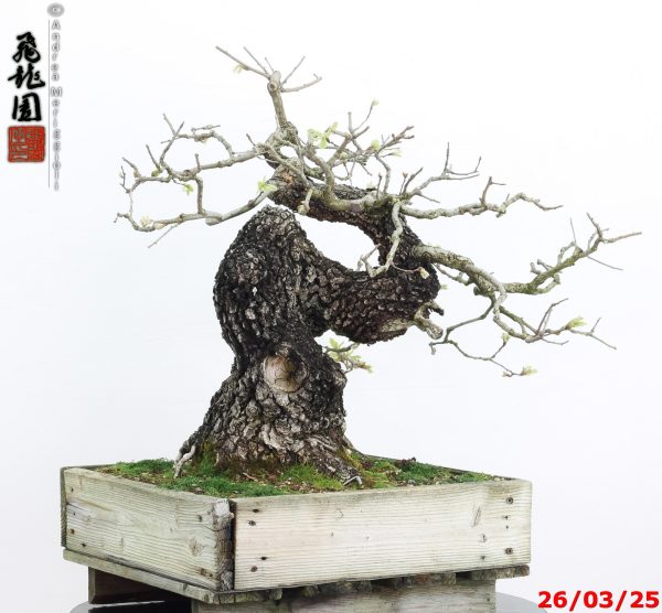 Quercus pubescens - immagine 7