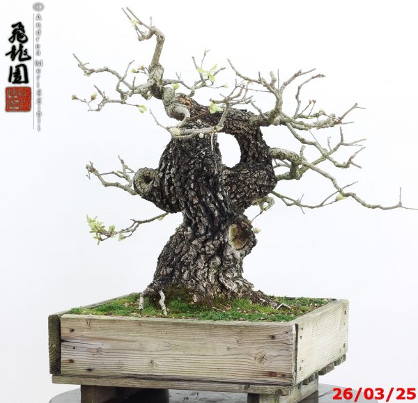 Quercus pubescens - immagine 8