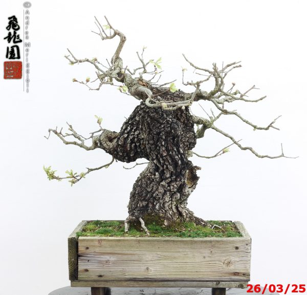 Quercus pubescens - immagine 9
