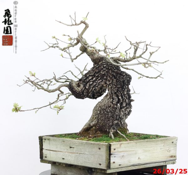 Quercus pubescens - immagine 10