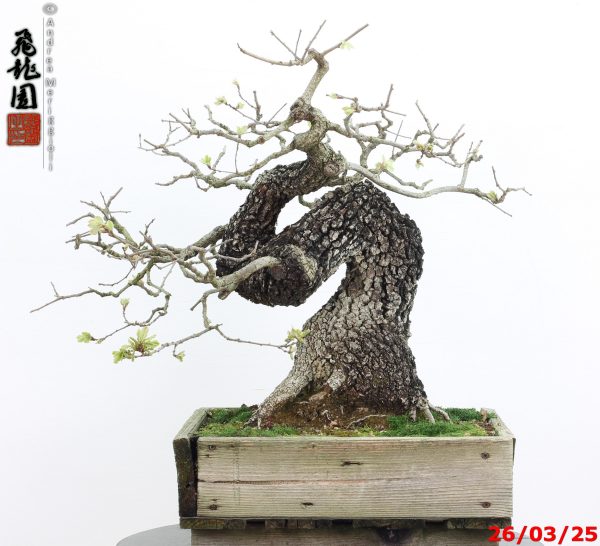Quercus pubescens - immagine 12
