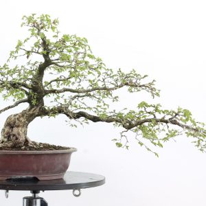 Carpinus turczaninowii