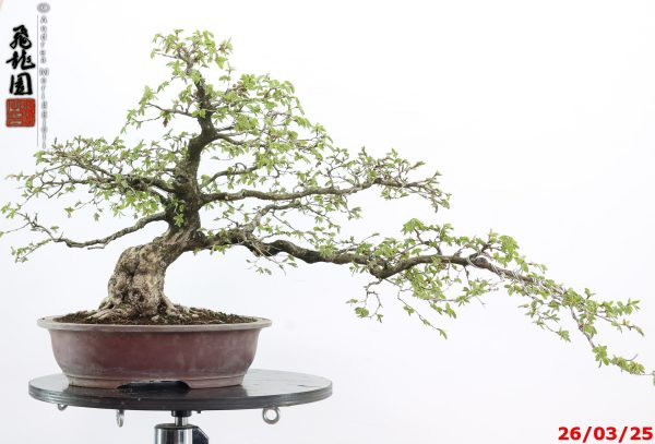 Carpinus turczaninowii