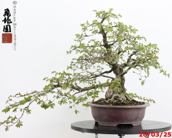 Carpinus turczaninowii - immagine 4