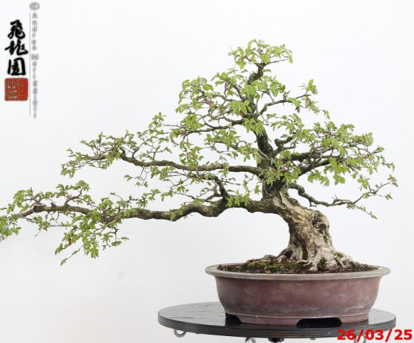 Carpinus turczaninowii - immagine 6