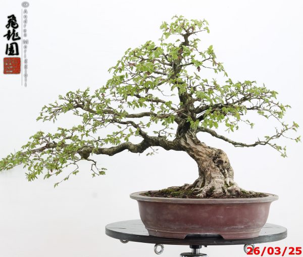 Carpinus turczaninowii - immagine 7