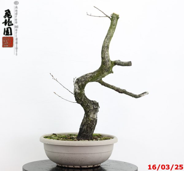 Quercus pubescens