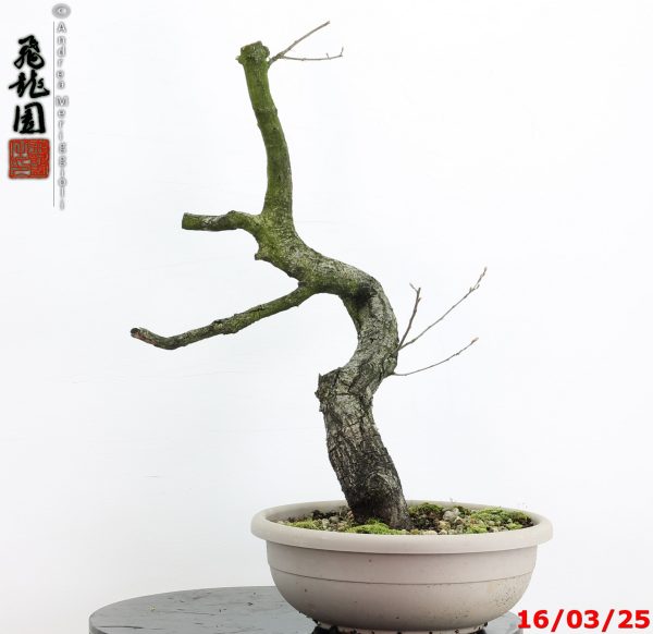 Quercus pubescens - immagine 3