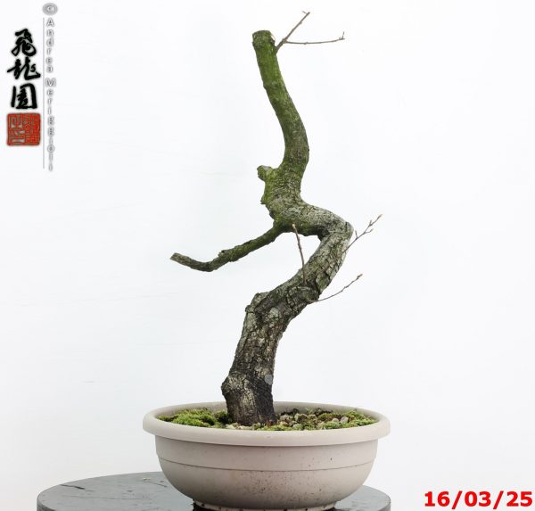 Quercus pubescens - immagine 4