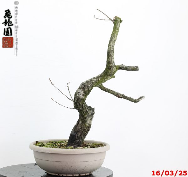 Quercus pubescens - immagine 5