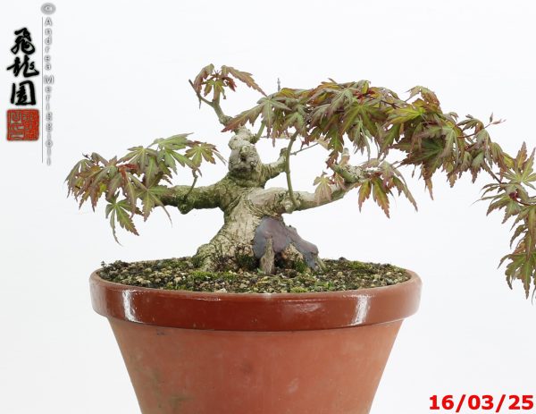 Acer palmatum shohin - immagine 2