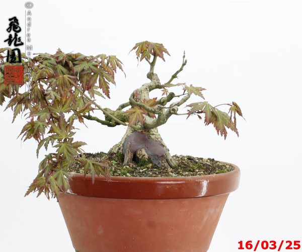 Acer palmatum shohin - immagine 3