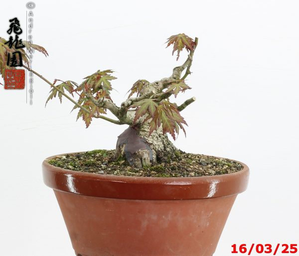 Acer palmatum shohin - immagine 4