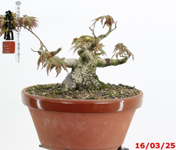Acer palmatum shohin - immagine 5