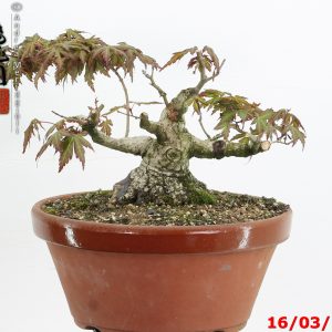 Acer palmatum shohin