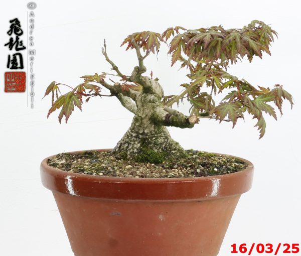 Acer palmatum shohin - immagine 6