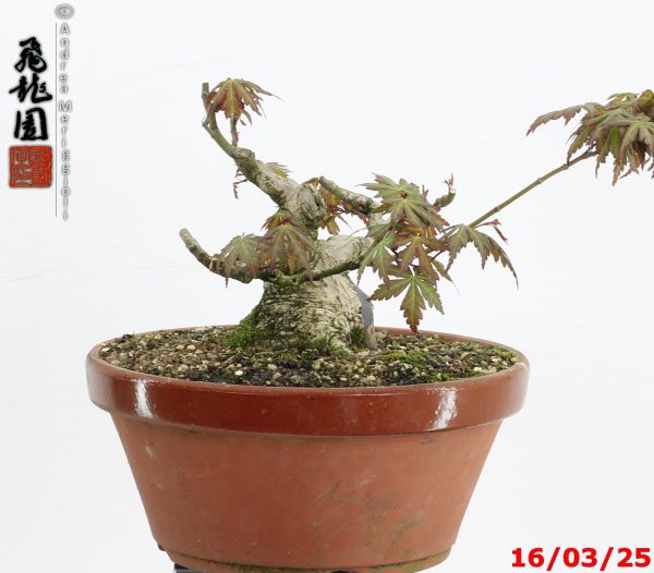 Acer palmatum shohin - immagine 7
