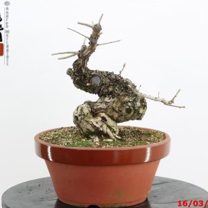 Quercus acutissima