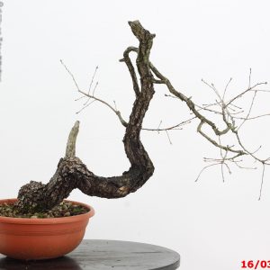 Quercus pubescens