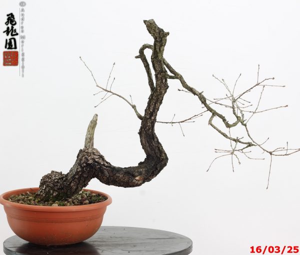 Quercus pubescens