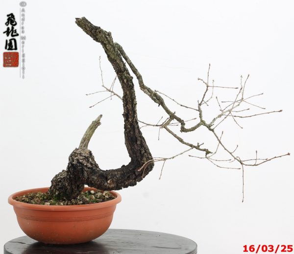 Quercus pubescens - immagine 2