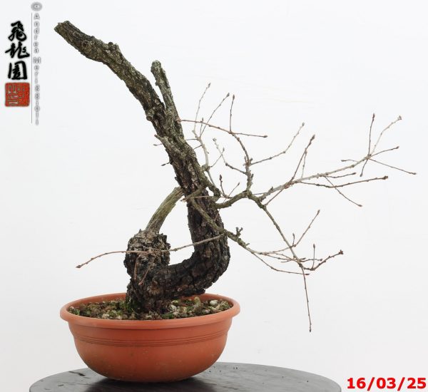 Quercus pubescens - immagine 3