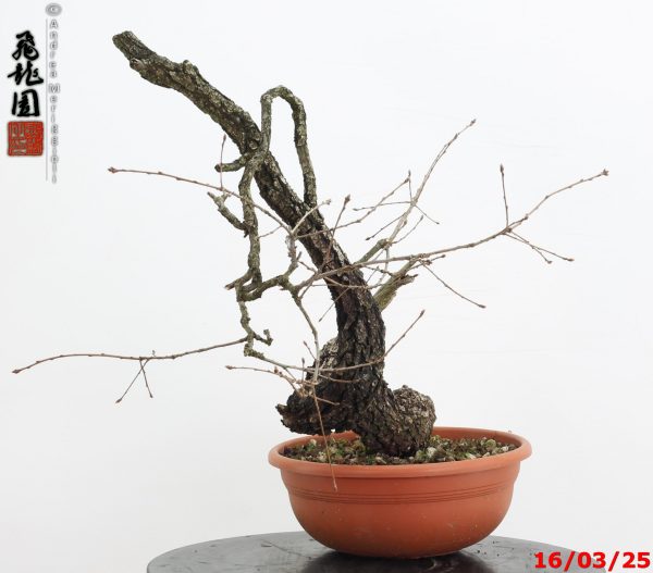 Quercus pubescens - immagine 4