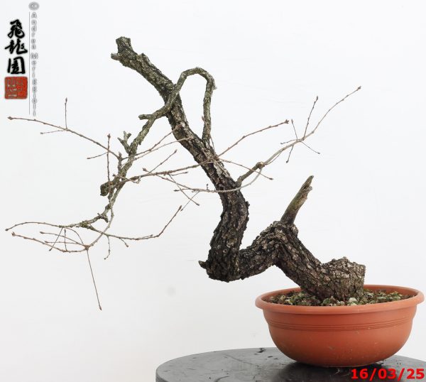Quercus pubescens - immagine 5