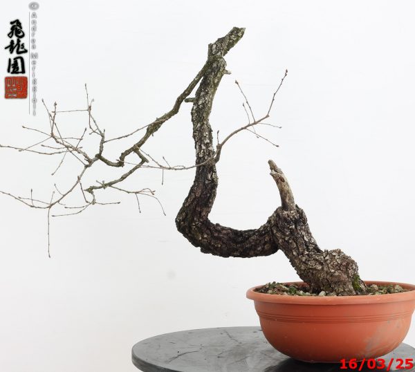 Quercus pubescens - immagine 7