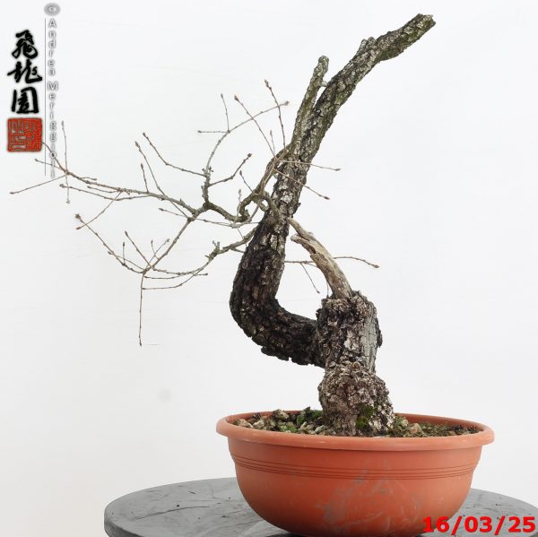 Quercus pubescens - immagine 8
