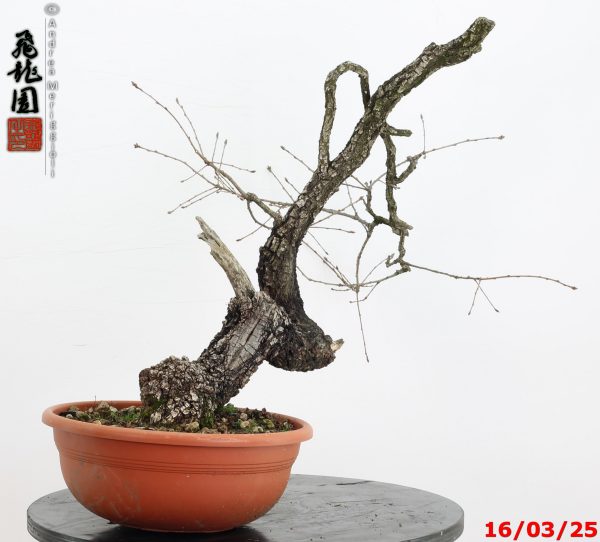 Quercus pubescens - immagine 9