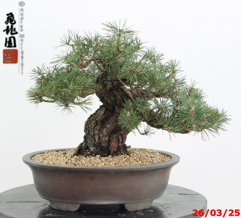 Pinus thunbergii kotobuki