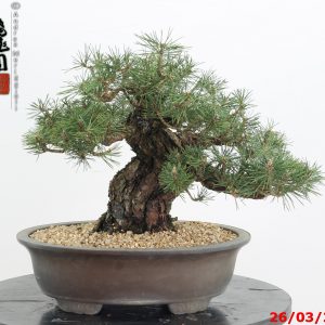 Pinus thunbergii kotobuki