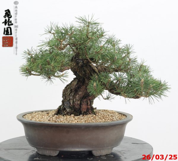 Pinus thunbergii kotobuki