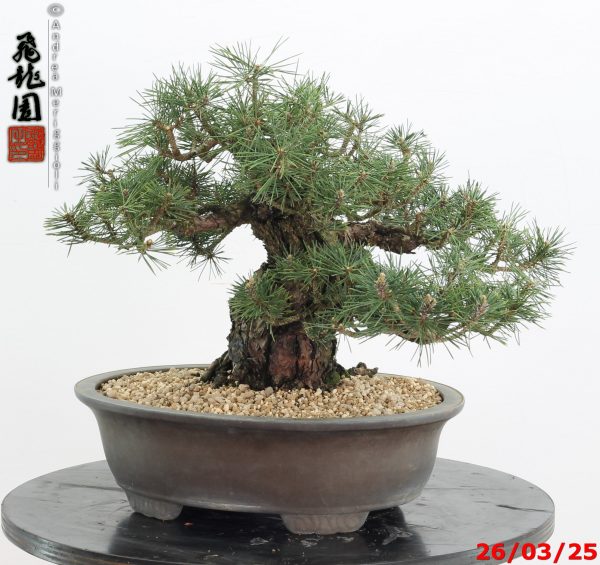 Pinus thunbergii kotobuki - immagine 2