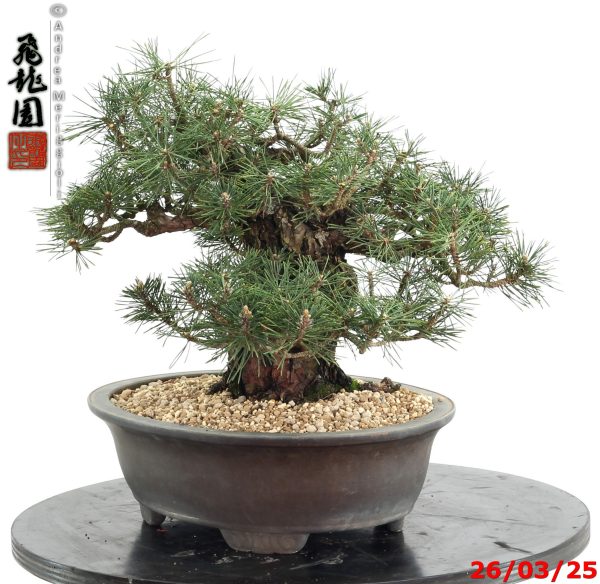 Pinus thunbergii kotobuki - immagine 3