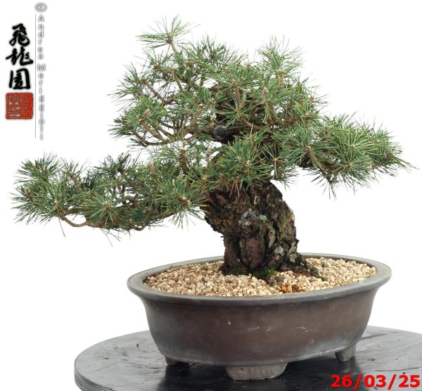 Pinus thunbergii kotobuki - immagine 4