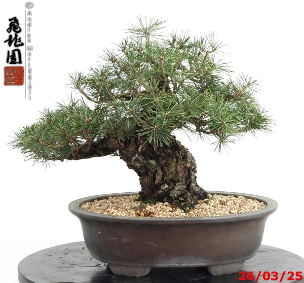 Pinus thunbergii kotobuki - immagine 5