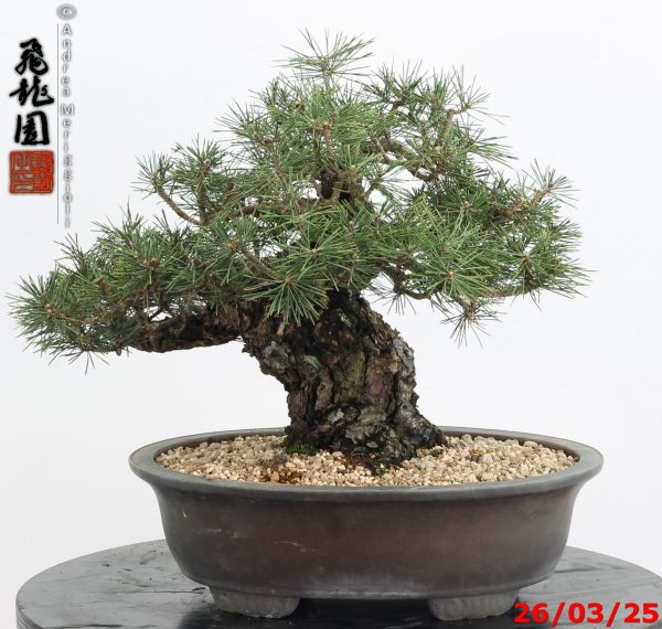Pinus thunbergii kotobuki - immagine 6