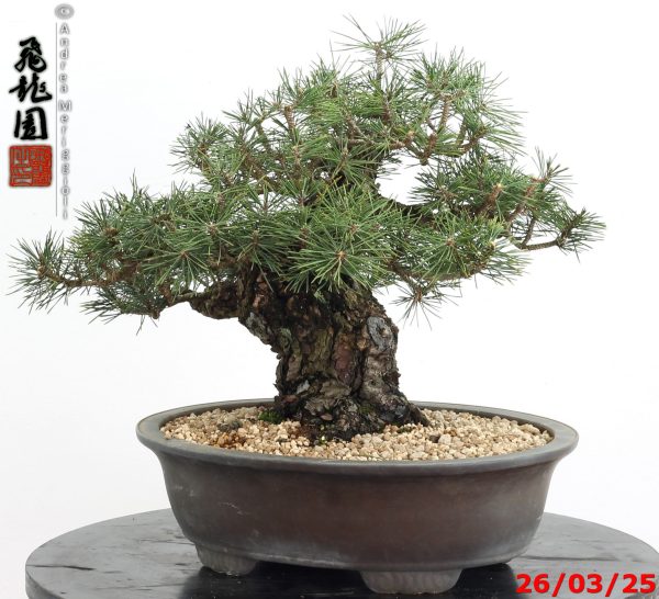 Pinus thunbergii kotobuki - immagine 7