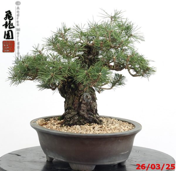 Pinus thunbergii kotobuki - immagine 8